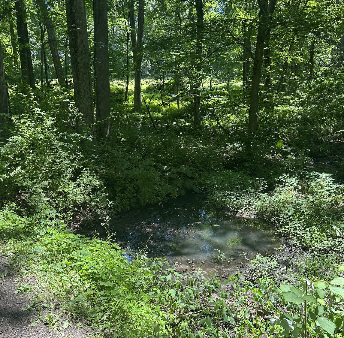 A small, shallow pond surrounded by dense green foliage and tall trees in a sunlit forest, where sunlight filters through the leaves and reflects on the water’s surface—an ideal spot for finding inner peace in New York State Parks.